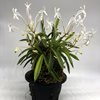 Neofinetia falcata Aojiku Fugaku '青軸富嶽'